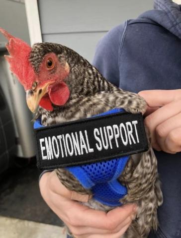 Emotional support